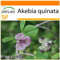 SAFLAX - Garden in the Bag - Schokoladenwein - 10 Samen - Mit Anzuchtsubstrat im praktischen, selbst aufstellenden Beutel - Akebia quinata