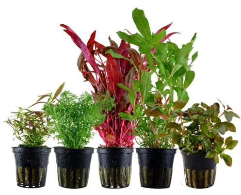 AquaOne Aquarium Pflanzen I 5x Wasserpflanzen I Bunte Aquarienpflanzen Set I Limnophila Alternanthera Ammannia Ludwigia I Mittelgrundpflanzen Hintergrundpflanzen