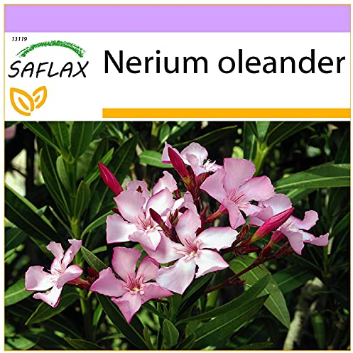 SAFLAX - Oleander - 50 Samen - Nerium oleander