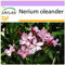 SAFLAX - Oleandro - 50 semillas - Nerium oleander