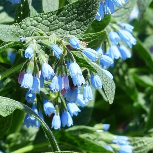 6x vallört – symphytum azurea – 9 x 9 cm kruka – blå blomma