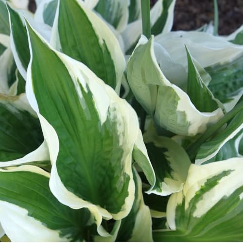 6 x Hosta 'Patriot' - Godet 9x9cm - Feuillage panaché, floraison estivale, massifs ombragés