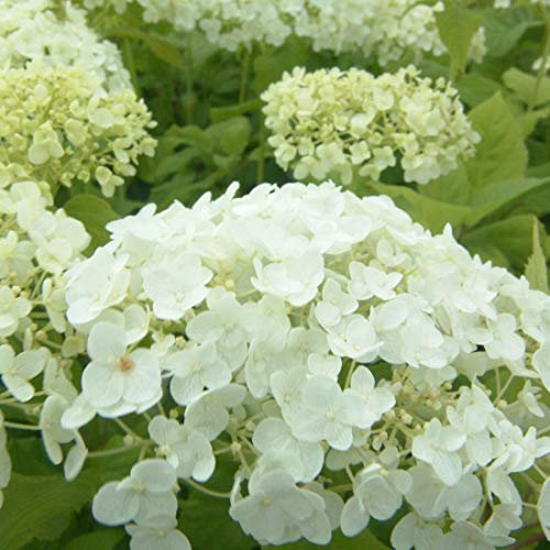 3 x Ortensia Virginia 'Annabelle' - Hydrangea 'Annabelle'-20-30 cm in vaso - Impressionanti infiorescenze sferiche di fiori bianchi.