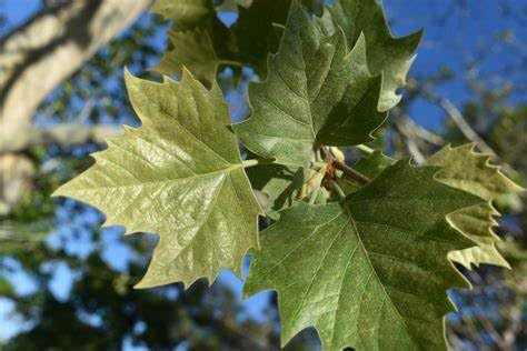 Pianta di Platanus x hibrid, Platano pianta a foglia caduca, astoni H125cm