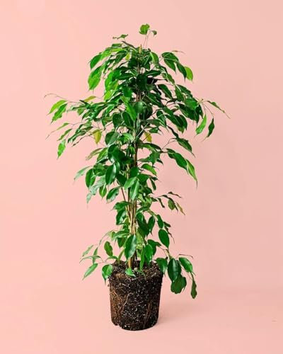 Ficus Benjamina L | Plantas Naturales | Pur Plant