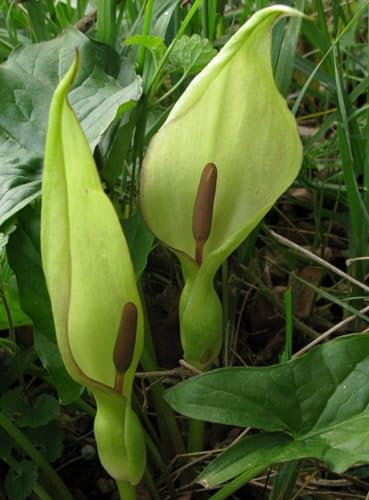 Seltene, Mehrjährige Blumenzwiebel ist winterhart,Exotisch,Winterhart pflanzen,Blumenzwiebel Mix,Lebende Pflanzen, Mysteriöse magische Glühbirne-1 Sauromatum Zwiebel