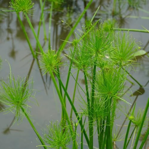semi di cyperus papyrus, balcone veri papiro, appartamento autunnali resistenti per il giardino resistenti 100pcs