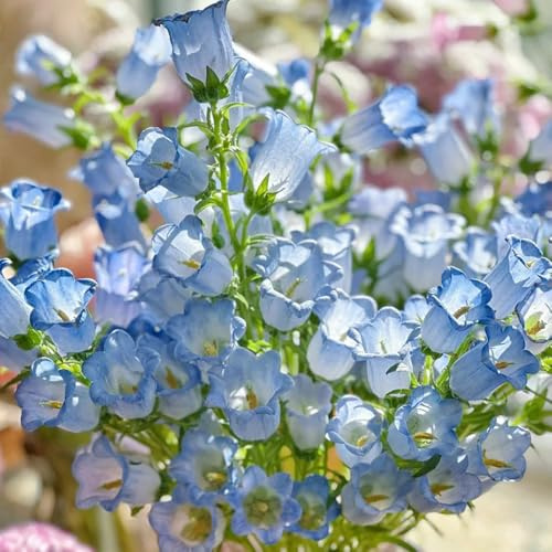 glockenblume bodendecker winterhart mehrjährig glockenblume blumensamen balkon, deko winterharte kübelpflanzen wildblumensamen 150samen