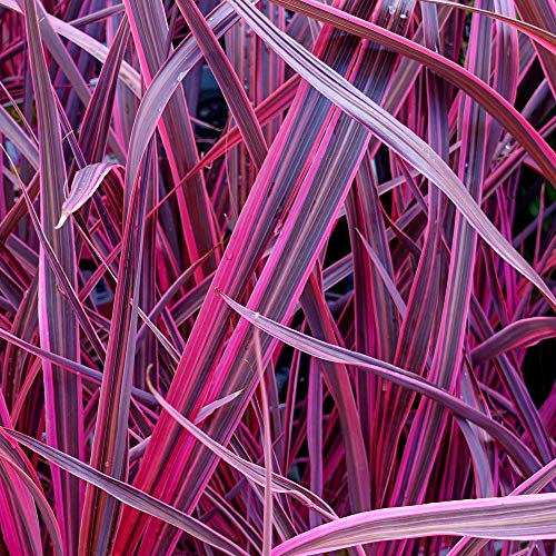 Cordyline 'Festival Raspberry' Cabbage Palm Fragrant Outdoor Evergreen Shrub (9cm Pot, 20-30cm)