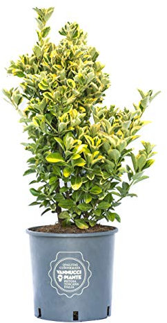 Vannucci Piante - Euonymus japonicus Elegantissimus Aurea, Evonimo Elegantissimus Aureus, Evonimo del Giappone, Pianta vera in vaso di Vannucci Piante, Cespuglio, Pianta da siepe, Pianta da terrazzo