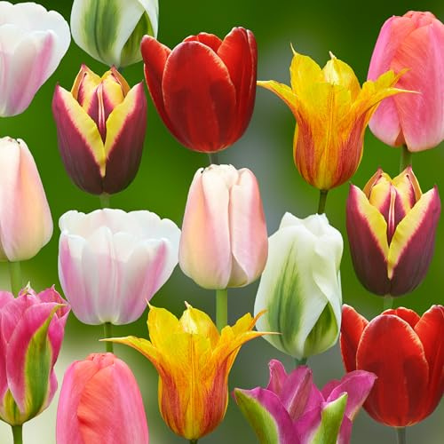 Tulpenzwiebeln 43 x ’Essentials Collection ’ – The Bulb Farmers - Frühjahr – in den Niederlanden gezüchtet - Tulpen Zwiebeln – Blumenzwiebeln