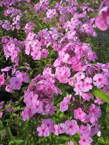 Großblättriger Phlox Winnetou - Phlox amplifolia - Flammenblume