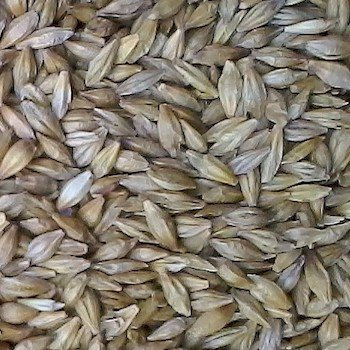 Barley Grass Seed – UK Grown, Regeneratively Farmed | Chemical-Free, Ideal for Juicing, Pets, and Barley Green Powder | from Brow Farm, Lancashire (2kg)
