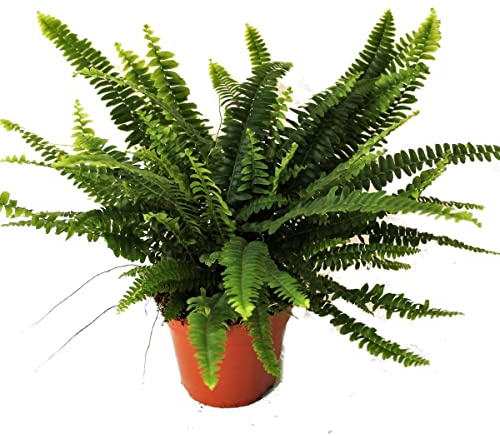 Helecho Tropical Planta Exótica Natural para Decorar el Hogar