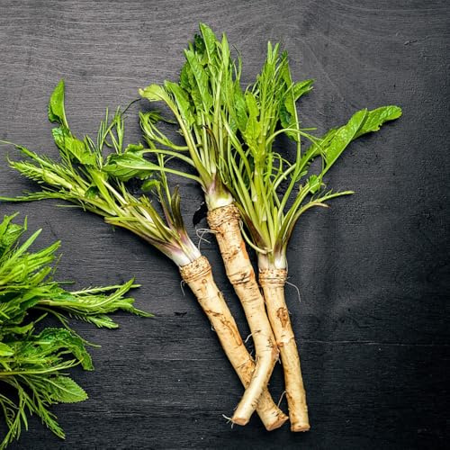 semi di rafano, giardino interno, varietà antiche resistenti 400pcs