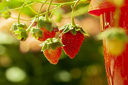 Fragaria x ananassa 'Elsanta' 9x9 cm Topf – Winterhart, Mehrjährig, Pflegeleicht – Erdbeere – Obstpflanze für Beet & Kübel