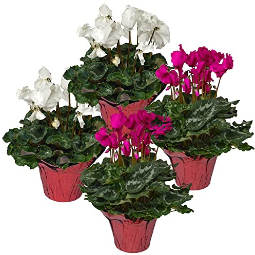 Cyclamen Persicum - Plantas Vivas - Pack de 4 Unidades - Plantas con Flor
