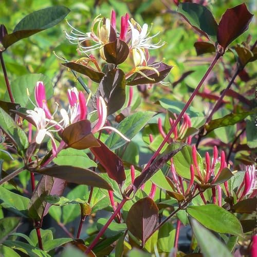Lonicera Japonica Chinensis, Caprifoglio, confezione da 2 piante, altezza 40/60 cm, vaso Ø7