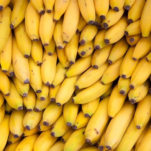 semi di banana - resistenti in vaso da esterno balcone rialzato da appartamento esotiche vecchie varietà di interno serra resistenti in vaso giardino giardino sul 10pcs