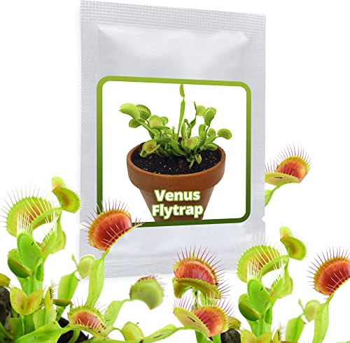 20 Semi Dionaea muscipula - Pianta carnívora que puede atrapar moscas, hormigas e incluso avispas
