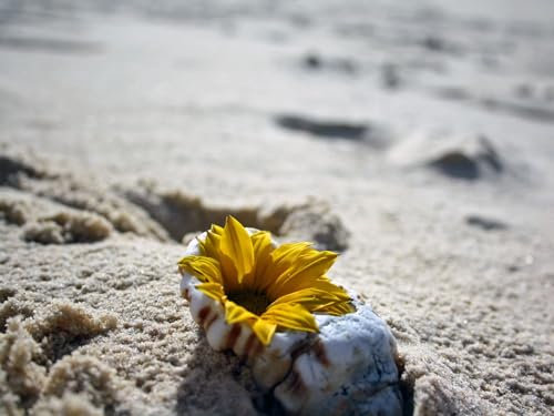1000 Pièces,DIY Puzzle,Cadeau,Amuesment,Puzzles Classiques-Fleur, Coquille, Sable 70x50cm