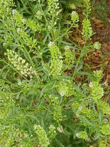 Graines de cresson de Virginie Paquet de 100 graines