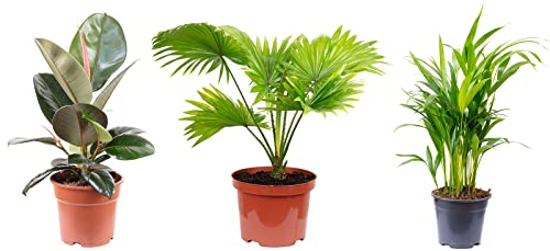 3er-Set echte Zimmerpflanzen, Goldfruchtpalme, Livistonia, Gummibaum - Höhe ca. 50-60 cm, Topf-Ø 14/17 cm