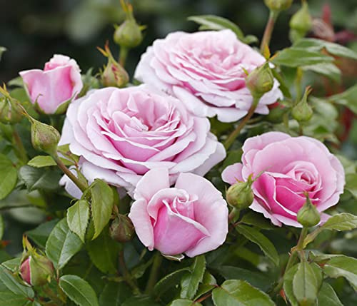 Dehner Rose Edelrose Pacific Blue®, lavendel-farben, ca. 40-60 cm, Topfware | Rosa-Hybride, Züchter Tantau, großblütige und gefüllte Rose, duftend, Blütezeit von Juni bis Oktober