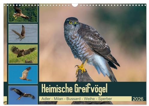 Heimische GREIFVÖGEL Adler Milan Bussard Weihe Sperber (Wandkalender 2026 DIN A3 quer), CALVENDO Monatskalender: Ausgesuchte Aufnahmen aus der Familie der Habichtartigen (CALVENDO Tiere)