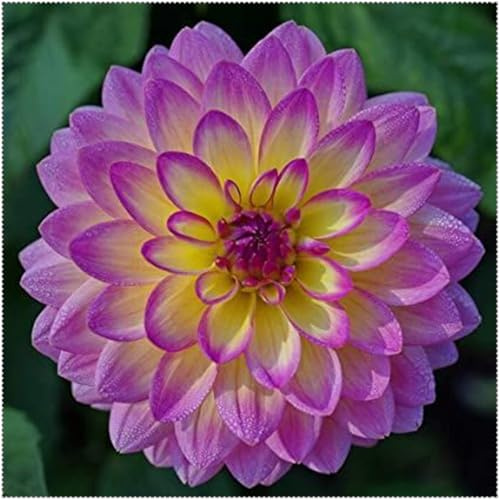 Dalias ubérculos resistentes -Adaptables a suelos pobres y climas secos - Ideal para plantar -6Tubérculos-B