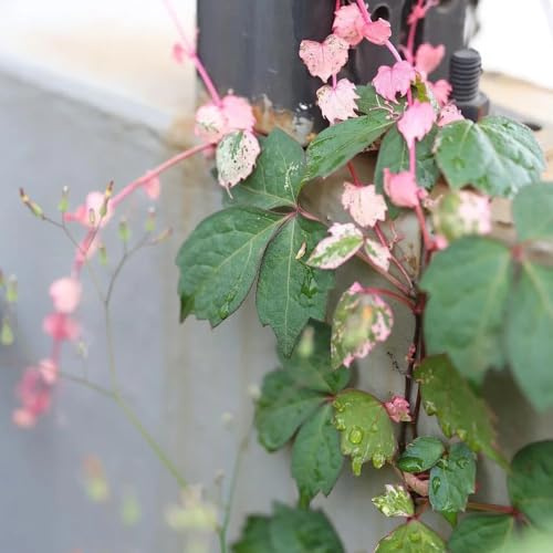 semi di vite selvatica, regali per giardinieri di vite americana, giardino aiuole rialzate esotiche verdi resistenti il giardino 250pcs