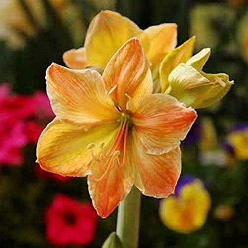 Portal Cool 2 Pezzi Bianco, Giallo, Alba Amaryllis Bulbi Hippeastrum Bulbi Casa & Garden Decor