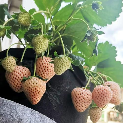 120 piezas fresas semillas organicas semillas exóticas madroño de balcón resistentes, de fresa, resistentes perennes