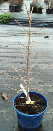 Larix eurolepis/Mélèze hybride/Conteneur de 2 à 2.9 litres/Conifère Caduc