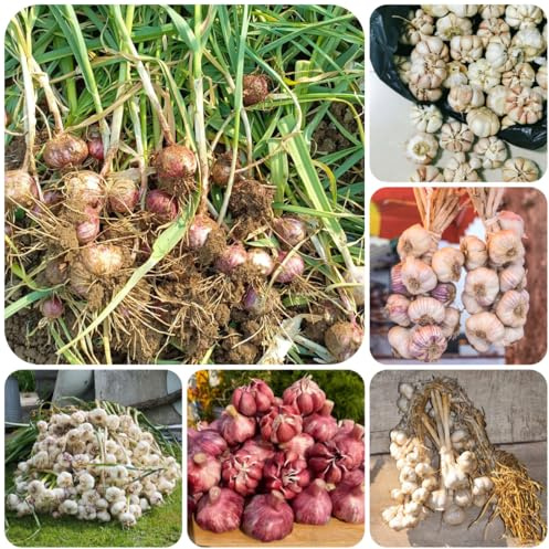 aglio biologico Semi di in vaso piantare l'aglio varietà di tradizionali selvatiche esotiche da rialzate 250semi