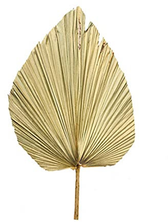 ERZU A/O palmier séchées naturelles, éventail palmier naturel qualité supérieure, décoration murale à suspendre, décoration fête, décoration mariage