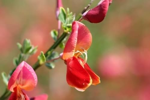 Cytisus scoparius Roter Favorit - Roter Ginster - 40-60
