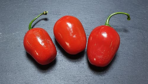 Rocoto Montufar 5 Chilli Seeds by CHILLIESontheWEB - Pick and Mix - Buy 4 for 3