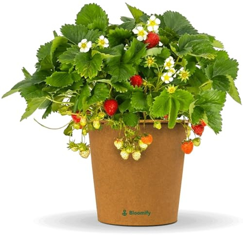 Bloomify® Erdbeerpflanze Enno | ausgewachsene 30 bis 40 cm große ertragreiche Erdbeere | winterharte und mehrjährige Erdbeer-Pflanze für Garten, Balkon und Topf | besonders süße Früchte