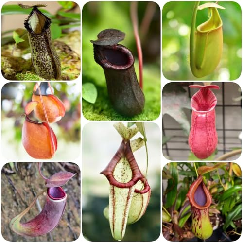 Semi di Nepenthes, da giardino roccioso resistenti biologici resistenti per il giardino vecchie varietà 100pcs
