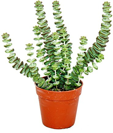 Exotenherz - Sukkulente - Crassula Hottentot - Felsen-Dickblatt - im 8,5cm Topf