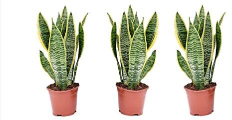 Plant in a Box - Sansevieria Laurentii - Set de 3 - Plante d'intérieur facile - Langue de belle-mère - Pot 12cm - Hauteur 30-40cm