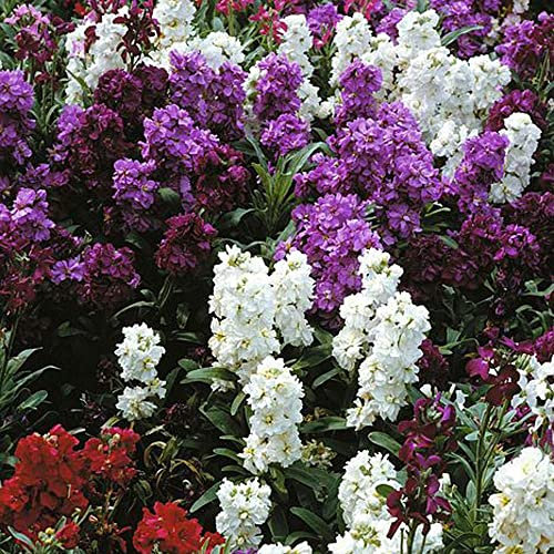 Stock Seeds 'Dwarf Mixed' Matthiola incana Gillyflower Hardy Biennial Spring Summer Flowering Garden Plants Easy to Grow Your Own 1 Packet of 100 Stock Seeds by Thompson and Morgan