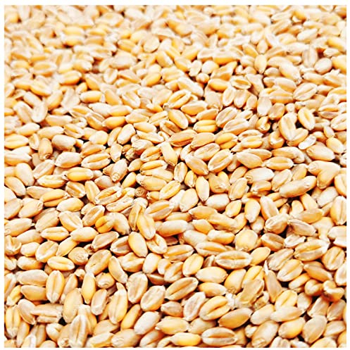 Weizen Futter 5-30 Kg Huehner Vogelfutter Getreide Fuer Hühner Sack Weizenkoerner Hühnerfutter Korn Essen Koerner Wildvögel Kaninchenfutter Ernte 2023 Petigi, Gewicht:15 kg