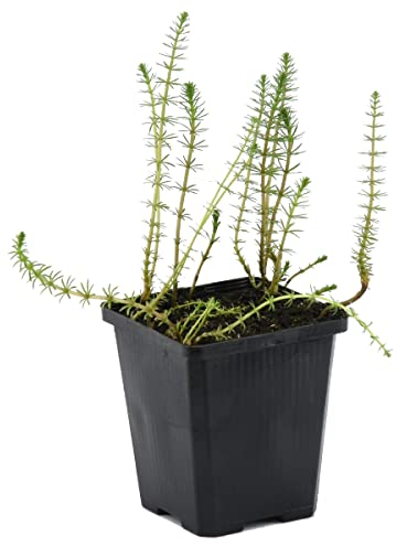 Bloomique - Hippuris Vulgaris - Hippuride - Plantes de bassin - Plantes aquatiques - Rustique - Hauteur 10-20 cm - Pot 11 cm