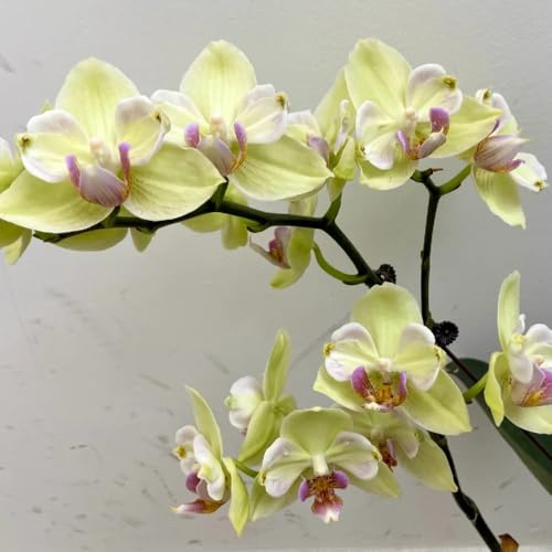 50 piezas Semillas de orquídeas Phalaenopsis semillas de flores como regalo para invitados Afrodita Phalaenopsis Flores de jardín de plantas en macetas resistentes semillas de flores