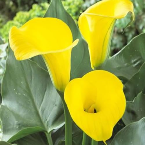 Calla Lily Bulbs-Calla Lily Plant Calla Lily Bulbs for Planting Now UK,Wedding Flowers,Garden Flowers,Hardy Perennial,Plant Bulbs-2bulbs-d
