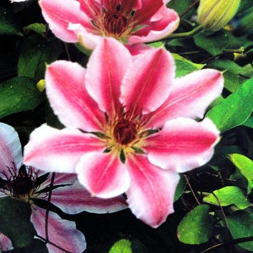 Clematis Nelly Moser 1 Pflanze – Winterhart, Mehrjährig – Waldrebe – Kletterpflanze für Pergola & Rankhilfe