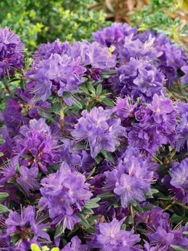 Rhododendron russatum 'Gletschernacht' 25-30 cm - Rhododendron, tiefblaue Blüten, Blütezeit Mai-Juni, ideal für schattige Gärten, winterhart und pflegeleicht