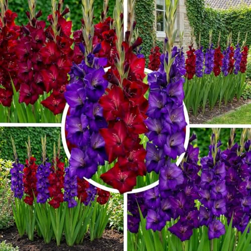 FLORIUM Gladiolen Lila & Rot Kollektion, 20 Zwiebeln aus Holland, Mischung aus zwei Sorten, echte große Gladiolenpflanzen für Garten und Töpfe (keine Samen, nicht künstlich und winterhart)